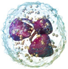 3D model of a neutrophil