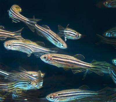 Zebrafish 26436913602